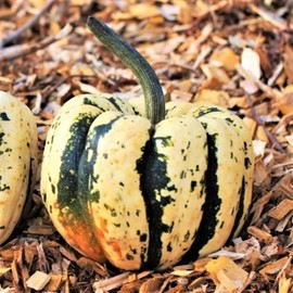 TomorrowSeeds - Sweet Dumpling Squash Seeds - 90+ Count Packet - for 2024 Carnival Acorn Delicata Pumpkin Turban Gourd Fall Garden Winter Vegetable