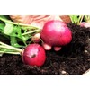 TomorrowSeeds - German Giant Radish Seeds - 300+ Count -