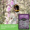 Lamb's Ear Seeds for Planting - 1 Packet with Instructions