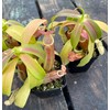 Nepenthes Sanguinea Pitcher Plant - Live Carnivorous - Beginner Friendly