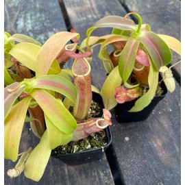 Nepenthes Sanguinea Pitcher Plant - Live Carnivorous - Beginner Friendly Tropical Pitcher Plant by Savage Gardeners