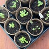 Jiffy Organic Seed Starting 3" Biodegradable Peat Pots (100 Pots)