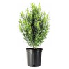 Podocarpus Macrophyllus | 1 Extra Large 3 Gallon Plant |