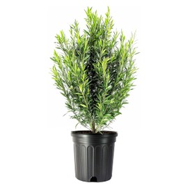 Podocarpus Macrophyllus | 1 Extra Large 3 Gallon Plant | Japanese Yew | Low Maintenance Live Evergreen Privacy Hedge Shrub