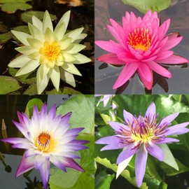 4 Pre-Grown Hardy & Tropical Waterlilies Rhizomes Live Tuber in Blue, Red, Purple, Yellow Flower for Indoor-Outdoor Pond Decoration