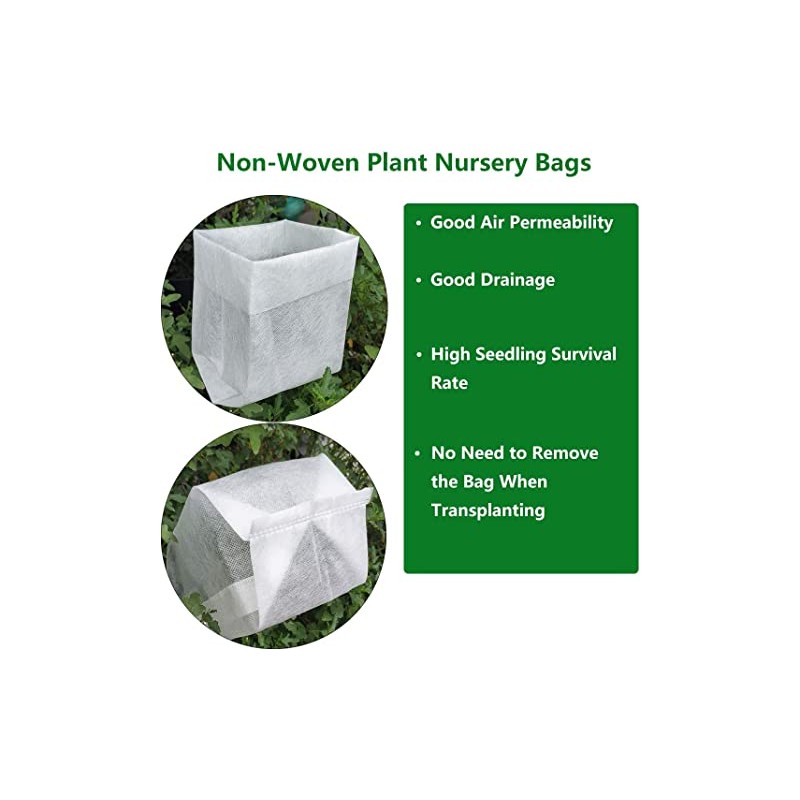 Fireglow Upright Red Japanese Maple - Live Plant - (2.5