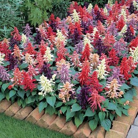 Park Seed Vista Mix Salvia Seeds - Pack of 250 Seeds, Vibrant Red, Purple, Cream, Salmon, and Lavender Blooms, Heat-Tolerant, Attracts Hummingbirds, Perfect for Containers and Garden Borders