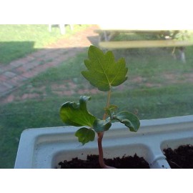 YELLOW BABY ROSE SEEDS 10 SEEDS   FRAGRANT CLIMBING THORNLESS BABY YELLOW COLOR ROSE SEEDS USA SELLER