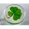 Real Four Leaf Clover Good Luck Pocket Token, Preserved, 1.25”,
