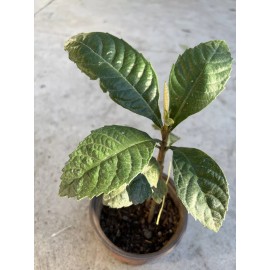 Tree Loquat Tree Seedling 10” -12” Tropical Plant Sweet Juicy Ready To Plant No Pot