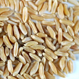 Organic Kamut Seed- 35 Lb- Kamut Grain Seeds- for Growing Kamut Grass, Flour, Bread, Baking, Cooking, Food Storage, Sprouting