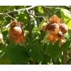 Hazelnuts Filberts Raw (3 LB)