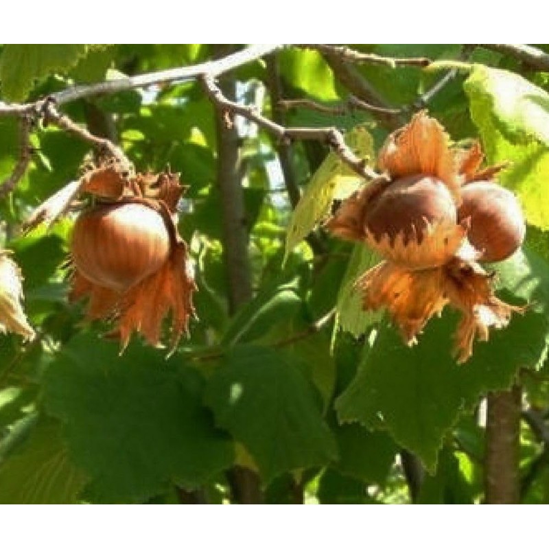 Hazelnuts Filberts Raw (3 LB)