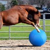 Herding Ball for Dogs- 18" Dog Herding Ball for Dogs/Horse,