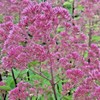 Little Seed Store 201+SWEET JOE PYE WEED Flower Seeds Fragrant