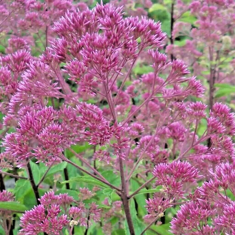 Little Seed Store 201+SWEET JOE PYE WEED Flower Seeds Fragrant