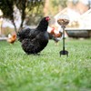 2 Pack Chicken Peck Toy, Chicken Enrichment Toys, Chicken Swing
