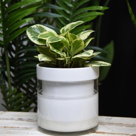 Phoenix Vine 6 Inch Self Watering Planter, White Terracotta Clay Pot with Glass Reservoir for Indoor Plants, Herbs, Flowers, Set of 2, 52-B-F-2
