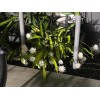 Cactus 11 Cutting 16.00 $ Epiphyllum Orchid Cactus: Night-Blooming Cereus