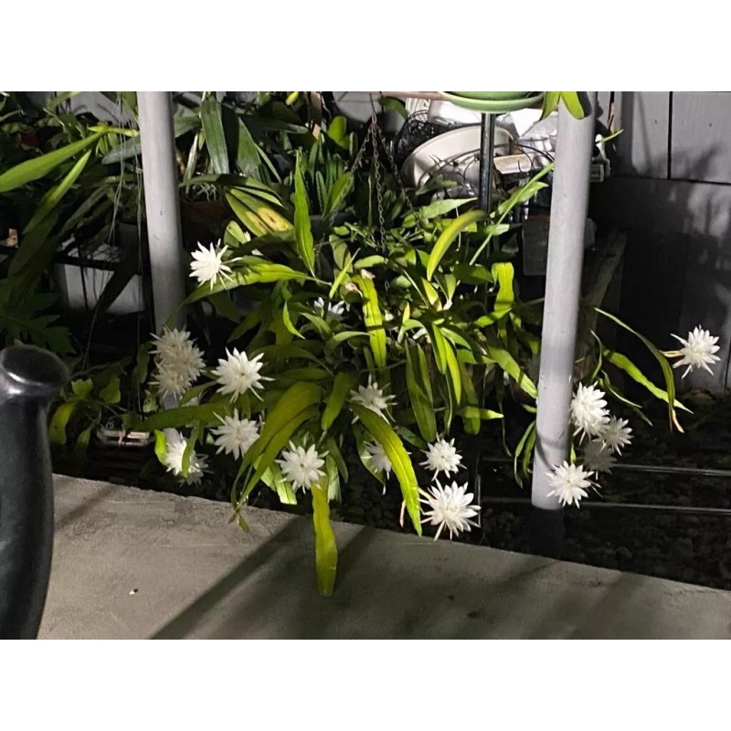 Cactus 11 Cutting 16.00 $ Epiphyllum Orchid Cactus: Night-Blooming Cereus