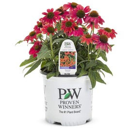 Green Promise Farms Proven Winners - Echinacea LAKOTA 'Santa Fe' (Coneflower) Perennial, pink-orange flowers, 1 - Size Container, PWFPECLKSF