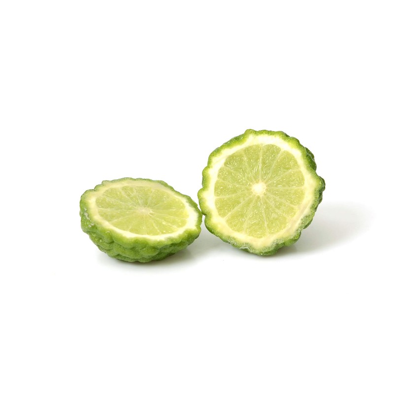 Gerald Winters and Son Kaffir Lime Tree Starter Plant. Citrus