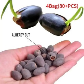 80+Pcs Mix Bonsai Bowl Lotus Stones, Water Lilys Flower Plant, Lotus Seeds for Planting Water Features Mixed Color  Pot Garden Decorative Pink - Size: 4Bag(80+PCS)