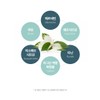 Camellia sinensis extract phyto-quercetin Camellia sinensis leaf extract complex tablet