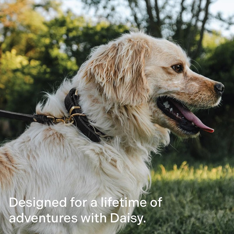 Scout Supply Classic Leather Dog Leash | Strong Heavy Duty