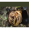 Plus Nao Root Box, Set of 5, Plant Breeding, Plant