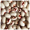 Everwilde Farms - 1 Lb Soldier Dry Bean Seeds -