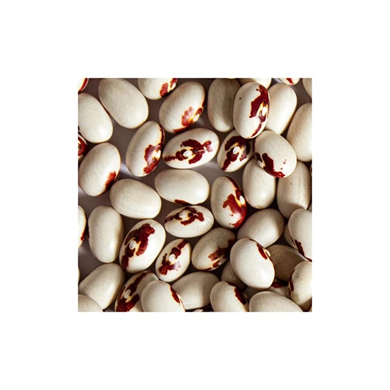 Everwilde Farms - 1 Lb Soldier Dry Bean Seeds -