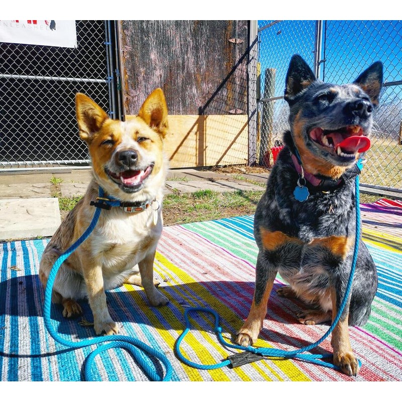 Mad Dog Products 1/4" x 4' Forest English Slip Lead