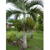 Buy Rare Seeds Hyophorbe verschaffeltii | Spindle Palm | 10_Seeds