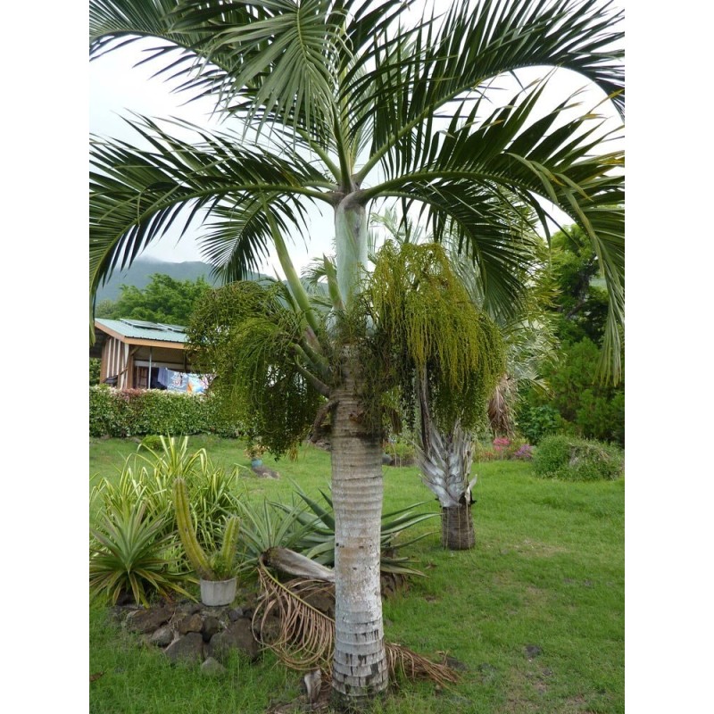 Buy Rare Seeds Hyophorbe verschaffeltii | Spindle Palm | 10_Seeds