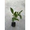 Pepino Plant 1 Pepino Melon Plant From Old Plant With