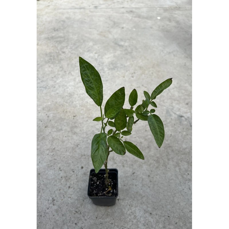 Pepino Plant 1 Pepino Melon Plant From Old Plant With