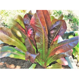 TomorrowSeeds - Cimmaron Romaine Lettuce Seeds - 1000+ Count - For 2025 Planting Lactuca Sativa Wild Mexican Bronze Salad Greens Leafy Cos Roman Spinach Vegetable Grow Your Own Home Farm Patio Healthy