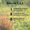 Bloomingbulb Ornamental Grass, Silver Feather Grass, Outdoor Planting, Decorative Garden