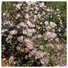 Everwilde Farms - 2000 Bigelow's Aster Native Wildflower Seeds -