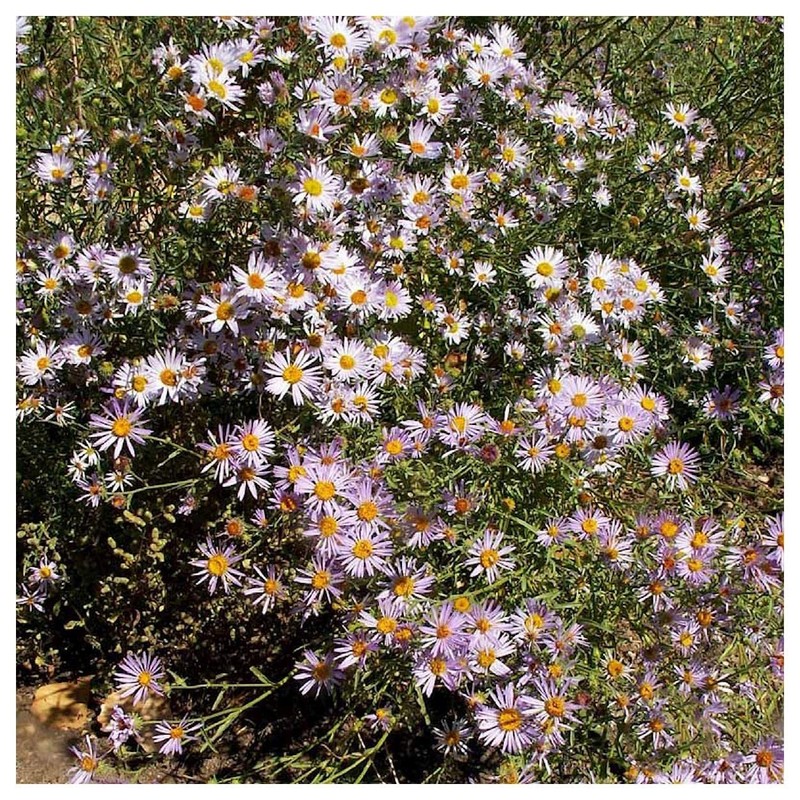 Everwilde Farms - 2000 Bigelow's Aster Native Wildflower Seeds -