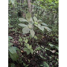 Fresh Ginseng Rootlets Wild Simulated Ginseng 1 Year 🌱🌱15+ Bonus