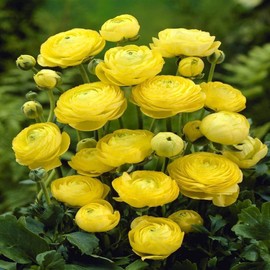 Yellow Ranunculus Bulbs(25 Bulbs) Perennial Garden Flower Home Bonsai Planting Now!