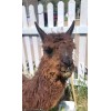 Unbranded Organic Premium Alpaca Manure Poop! Great For Your Garden