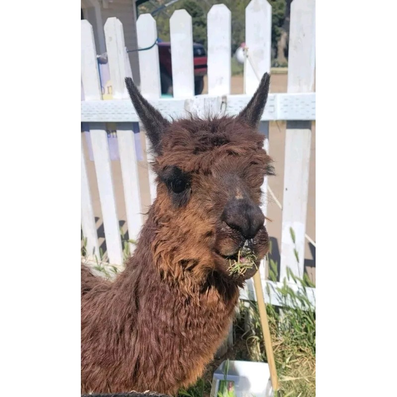 Unbranded Organic Premium Alpaca Manure Poop! Great For Your Garden