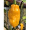 Best Sellers - Super Hot Pepper Seed Combo Pack (12