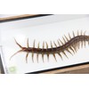 Real Centipede Millipede Scolopendra MORSITANS Taxidermy Insect in 3D Wooden