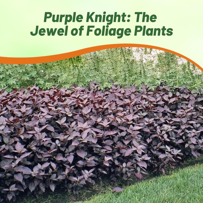 Outsidepride Alternanthera Purple Knight Seeds - 20 Pcs Purple Foliage,