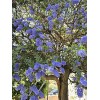 Home-Growth Blueblossom, Ceanothus Thyrsiflorus - 20 Seeds 2025 - USA