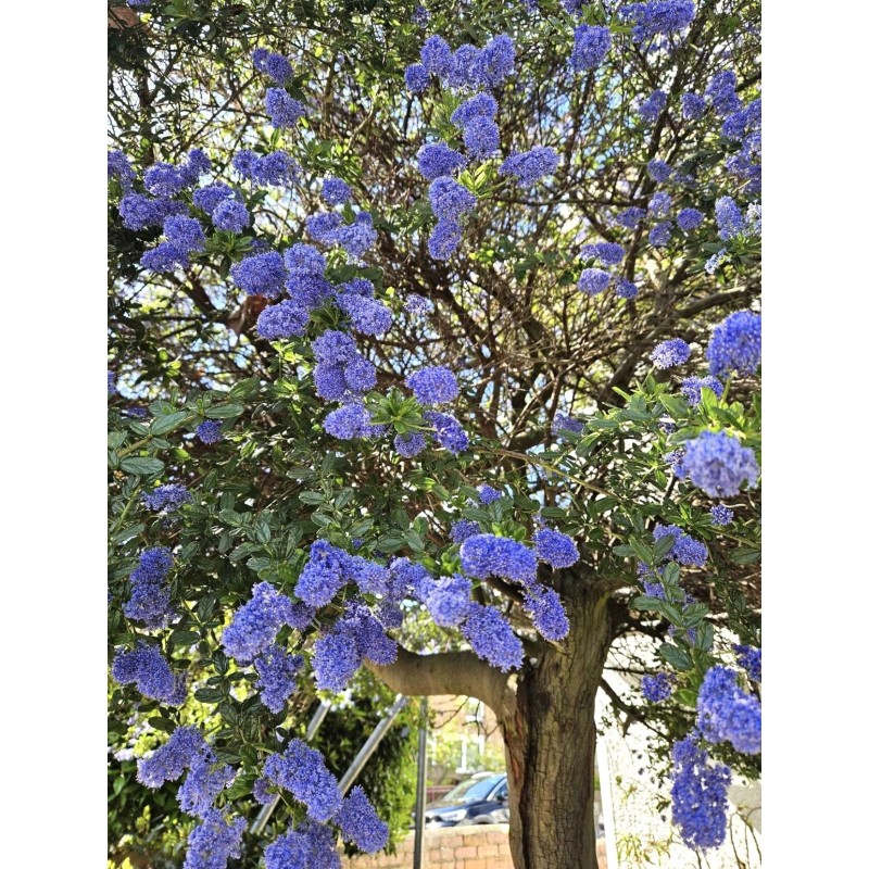 Home-Growth Blueblossom, Ceanothus Thyrsiflorus - 20 Seeds 2025 - USA